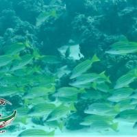 002Maldive
