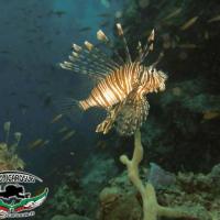 044Maldive