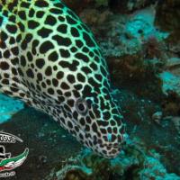 056Maldive